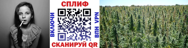 Марихуана план  купить   Южно-Сахалинск 